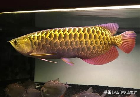 金龍魚屬|【金龍魚屬】想認識金龍魚嗎？骨舌魚科、亞洲龍魚、金龍魚屬大。